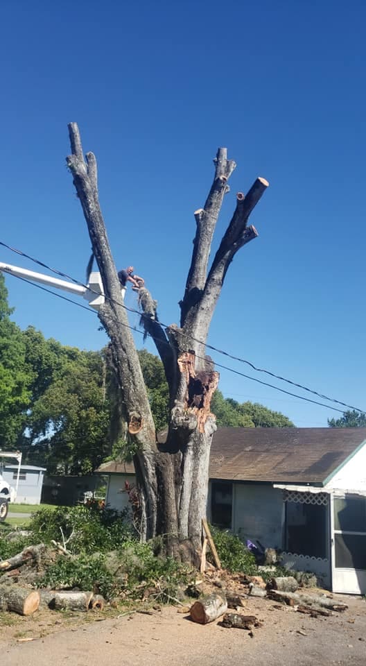 Lyons Family Tree Care