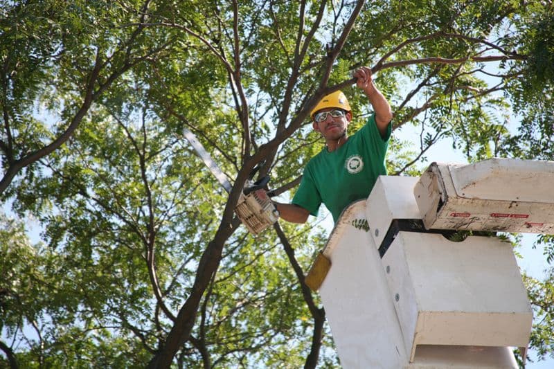 Dragonetti Tree Removal