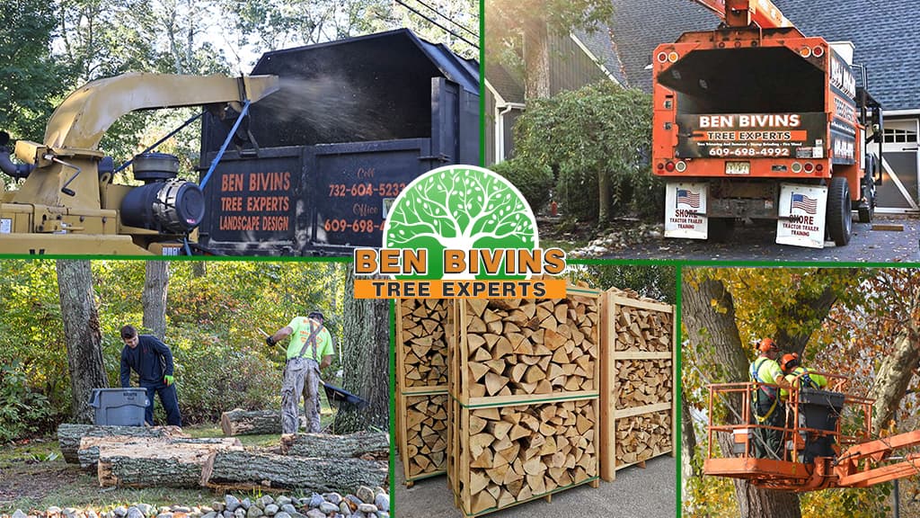 Ben Bivins Tree Experts