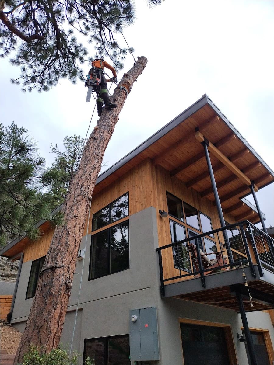 Beyond Tree Services