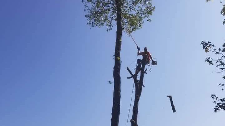 Conroe’s Best Tree Service