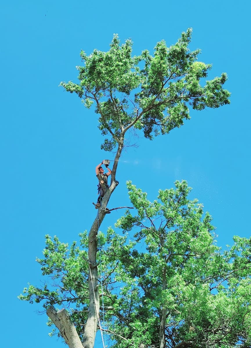 Dunlap's Tree Service