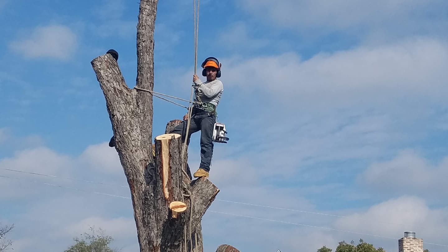 Rudy's Tree Service