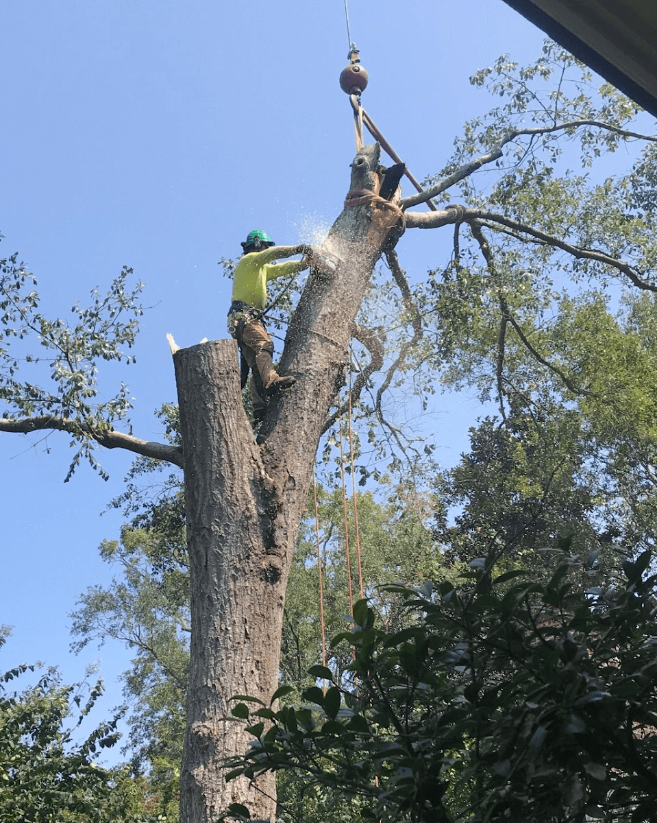 Southern Scapes Tree Experts