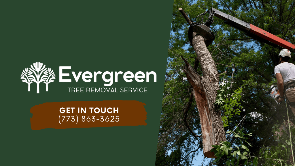 Evergreen Tree Removal Service