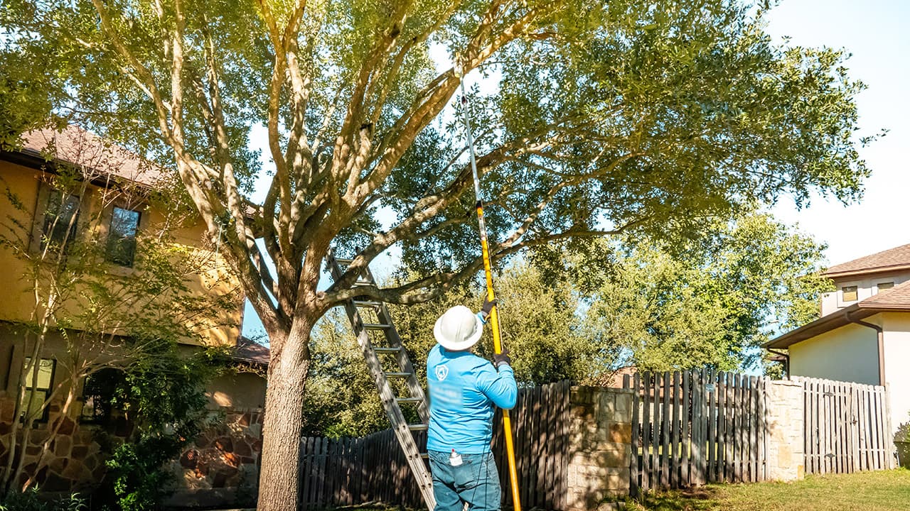 Tree Scouts Tree Service Lakeway