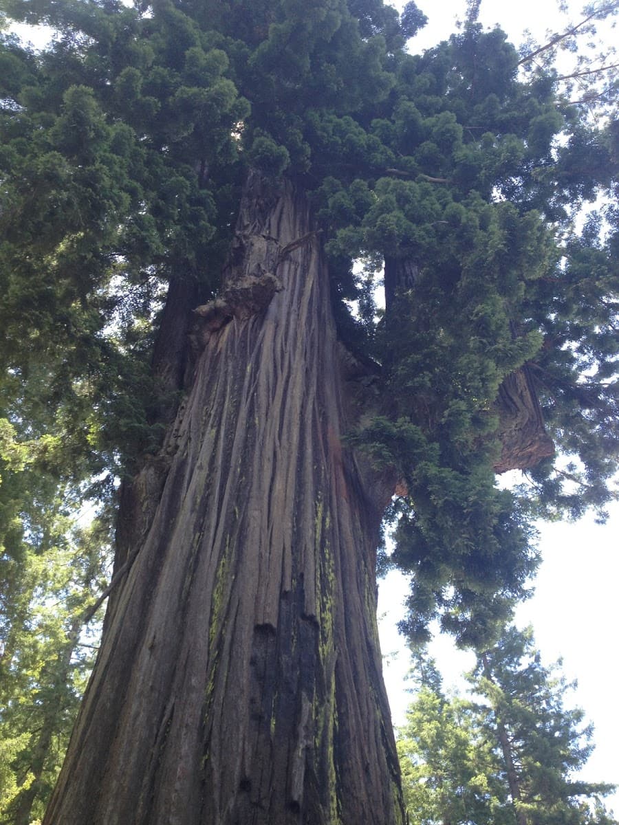 Tried & True Tree Care LLC