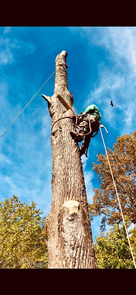 BOONE TREE EXPERTS