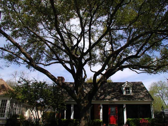 Houston Tree Surgeons