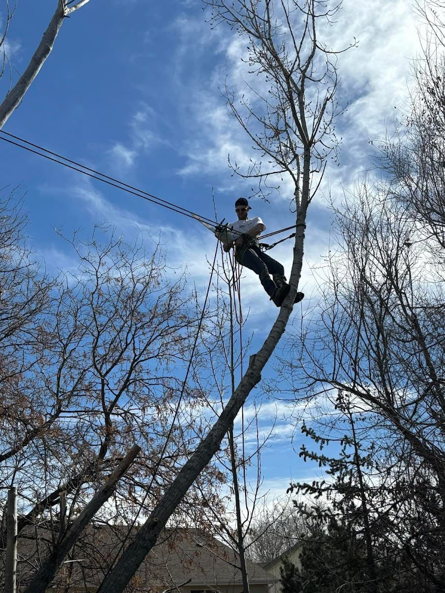 Elite tree & land care