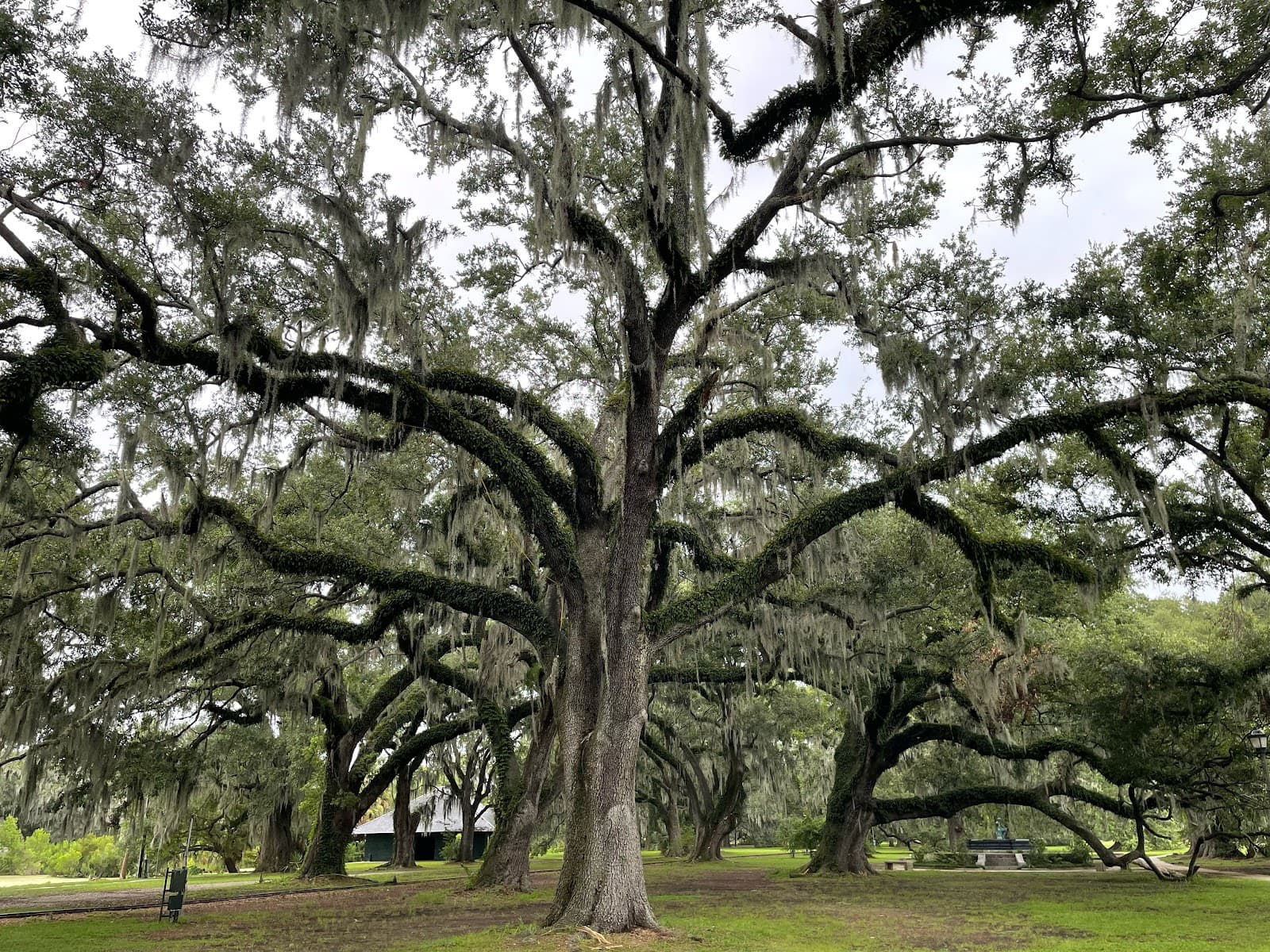 Lakeview Lumberjacks Tree Service