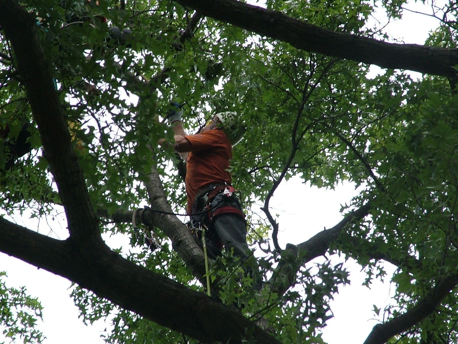 Action Tree Service, Inc.