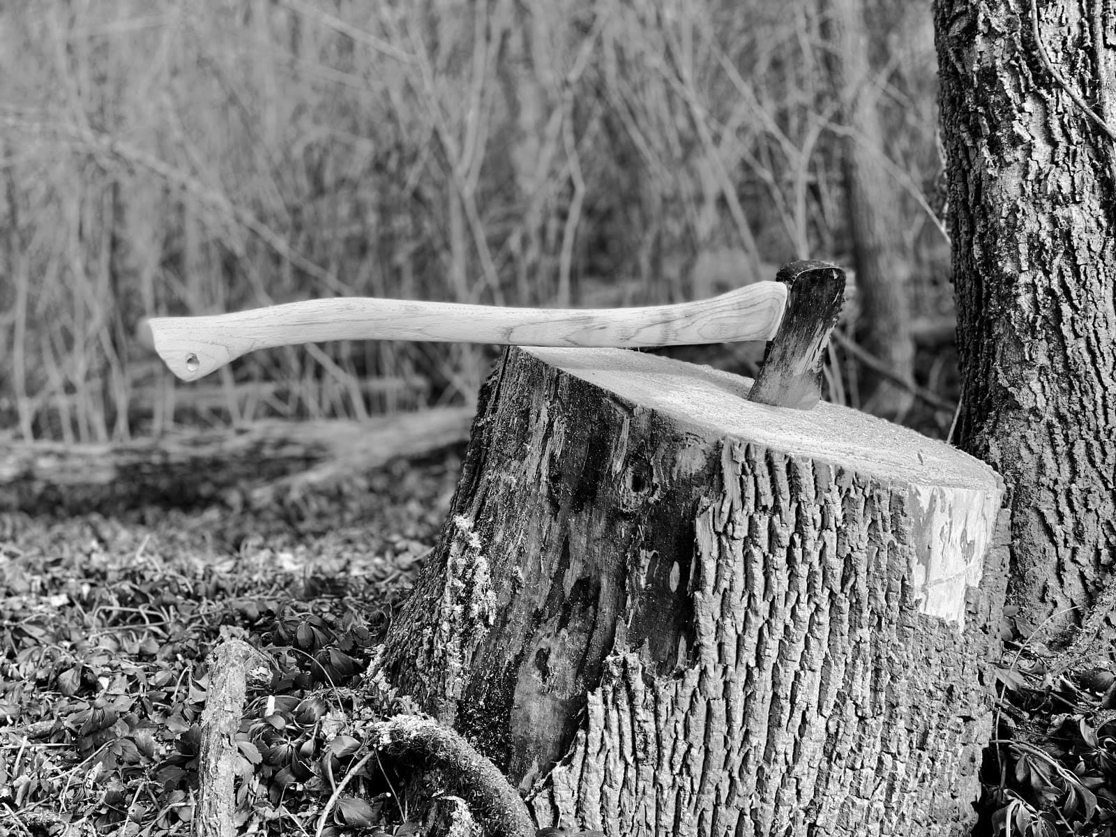 Pop’s Bees & Trees