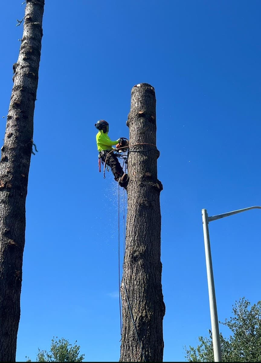 Alberts Tree Care LLC