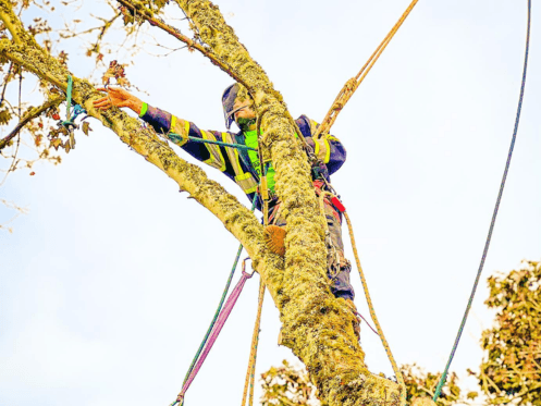 Duran Tree Service LLC