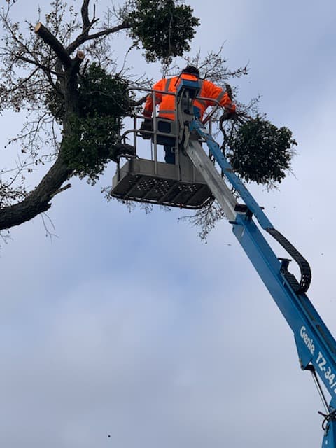Double T Tree Service