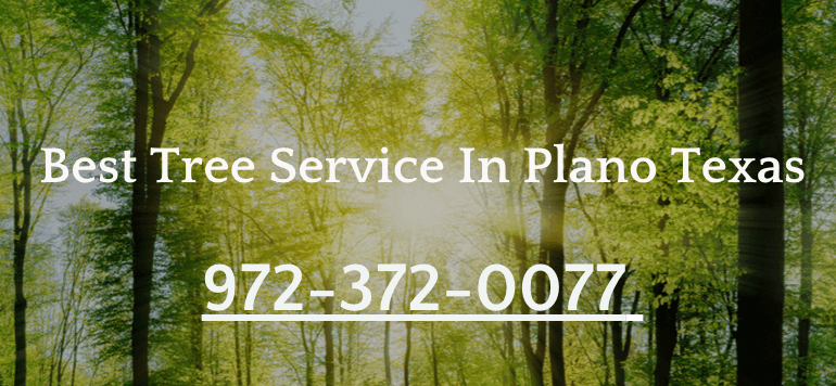 Tree Care Plano