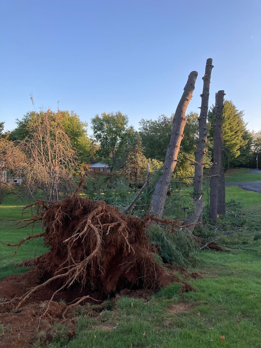 Brown Hound Tree Service