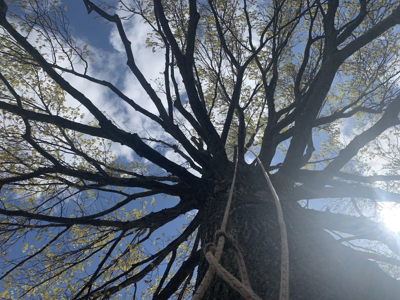 M & C Trees and More