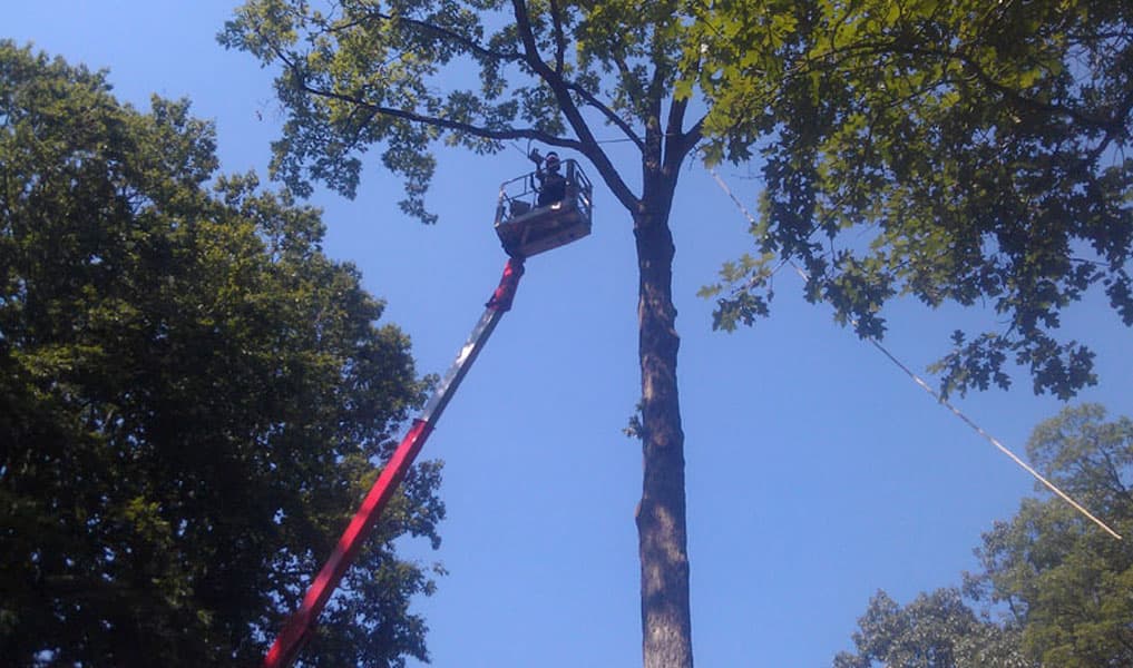 Sunny Slope Tree Service