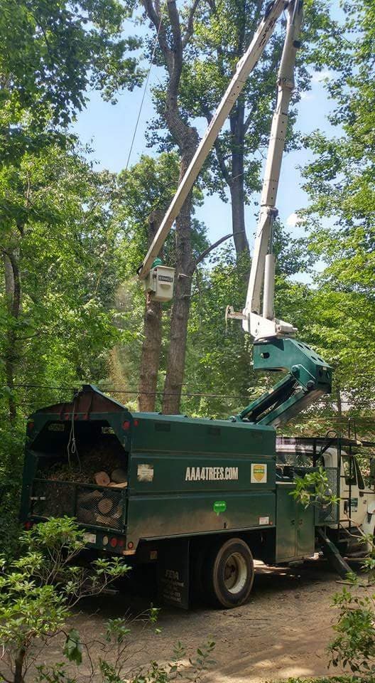 AAA Tree Service