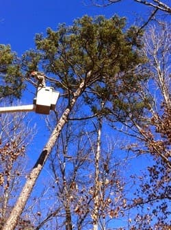 Pickwick Tree Service, Billy Harbin