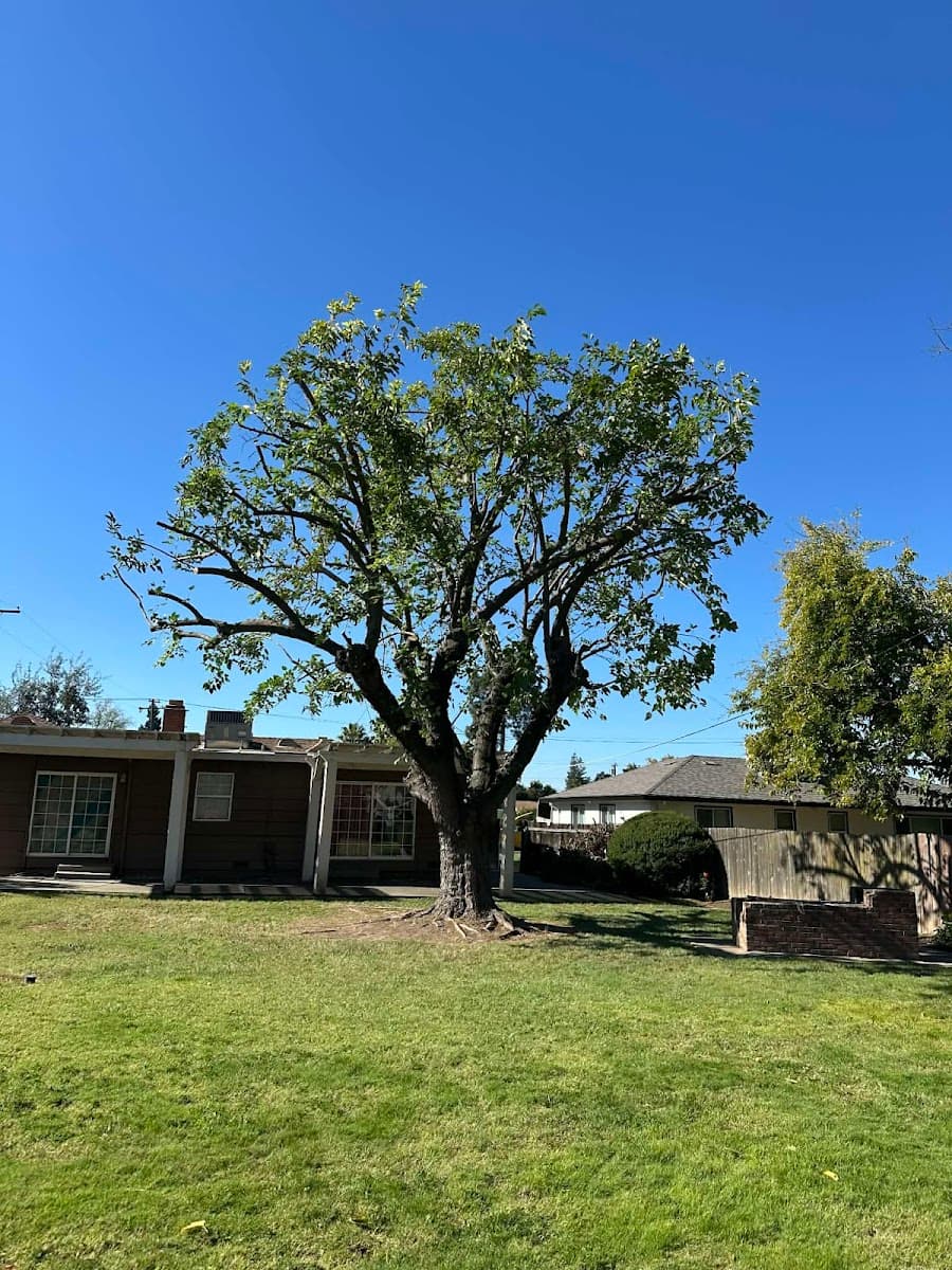 Golden Roots Tree Care