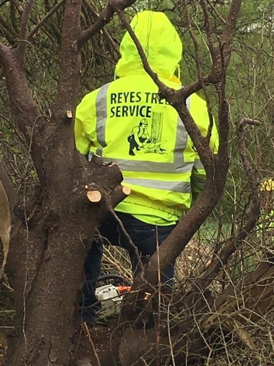 REYES TREE SERVICES