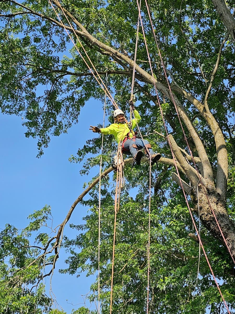 TrueCare Tree Services LLC