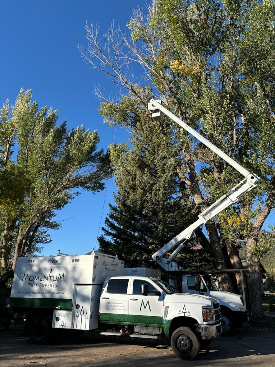 Momentum Tree Experts