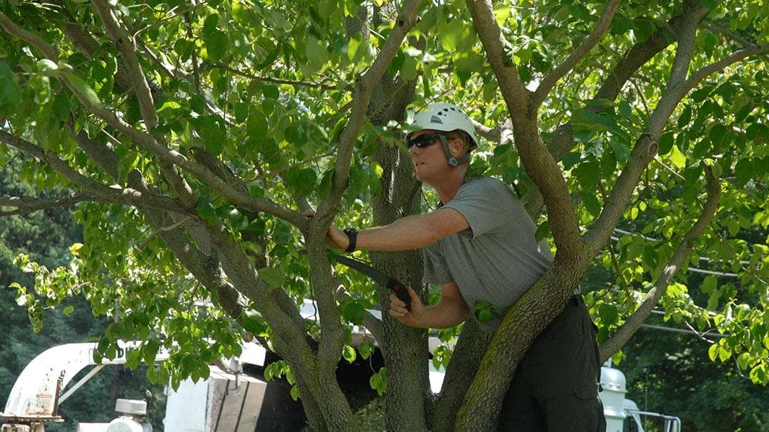 Soppa's Tree Service, Inc.