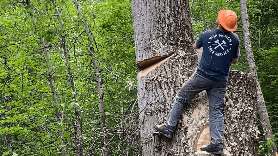 Top Notch Tree Service LLC