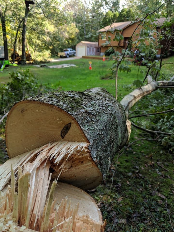 Tazmanian Tree Devil