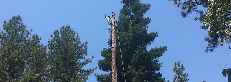 Norcrest Tree Service