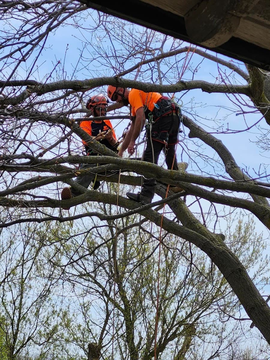 SavATree - Tree Service & Lawn Care