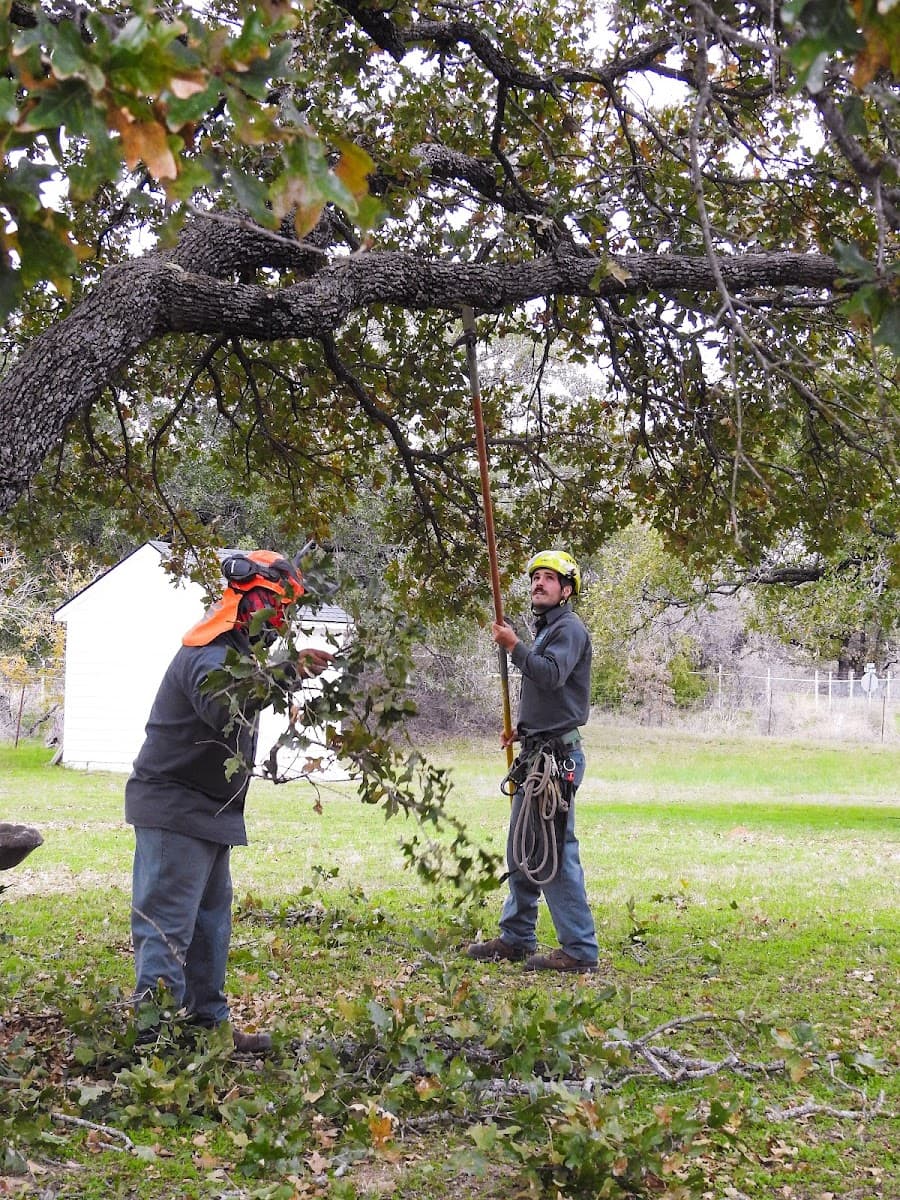 J Davis Tree Care Solutions