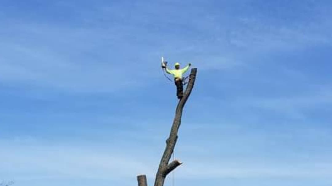 Notch Cut Tree Service