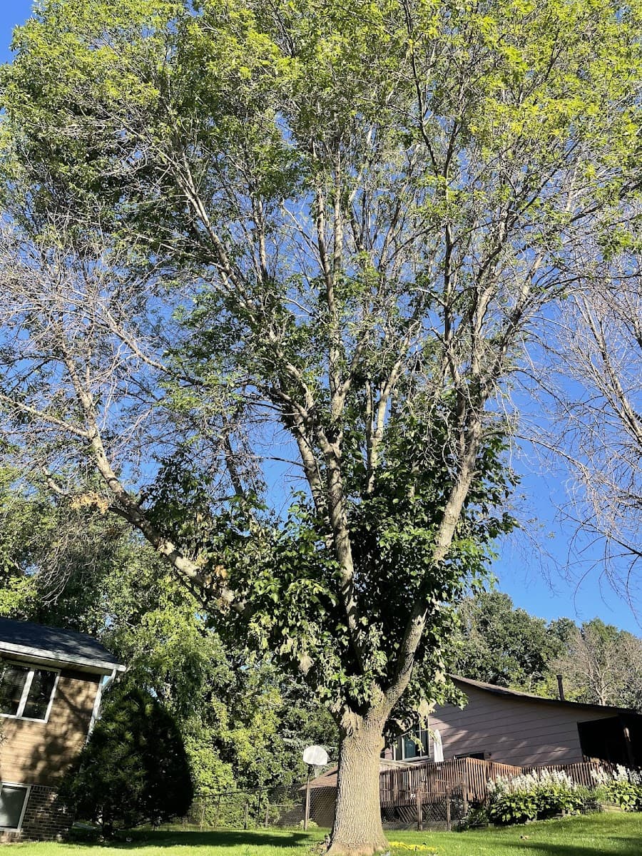 McClellan Tree Service
