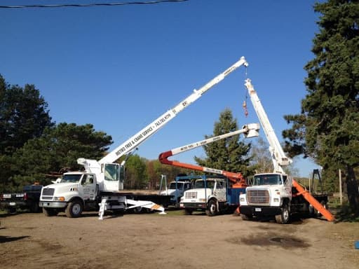 Los Angeles CA Tree Service