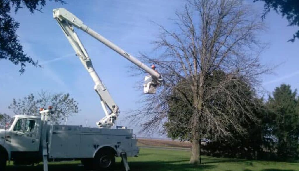 Clean Green Tree Service