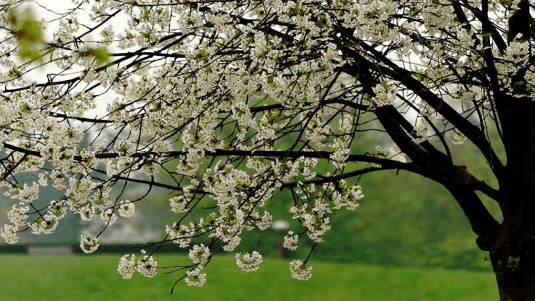 Daughtry Tree Service - Alachua County, Florida