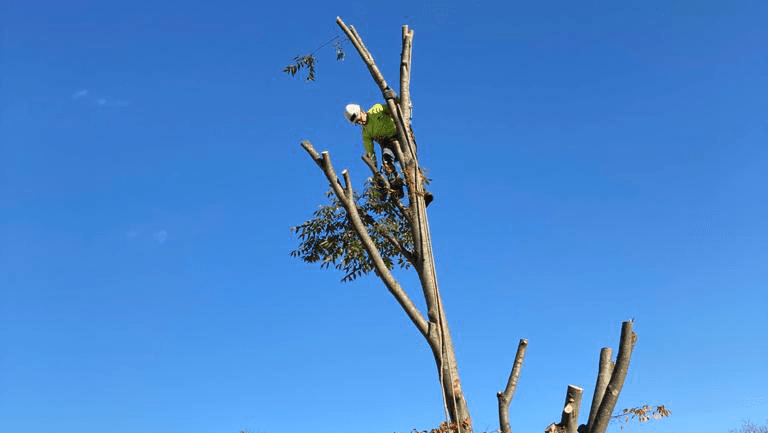 Tree Trimming Solutions LLC