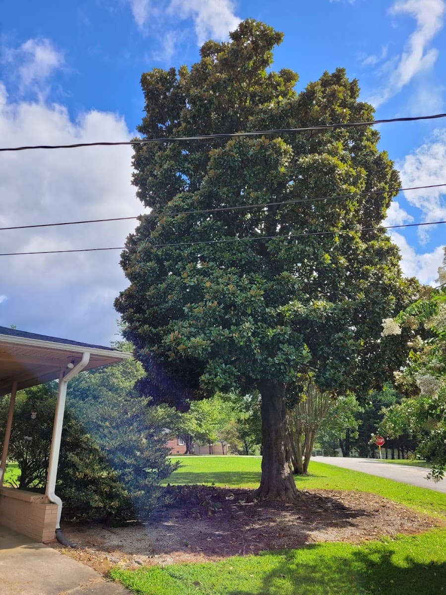 J&V Tree Work & Lawn Service LLC