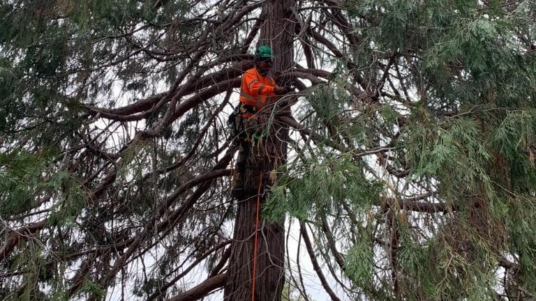Extreme Tree Service Inc.