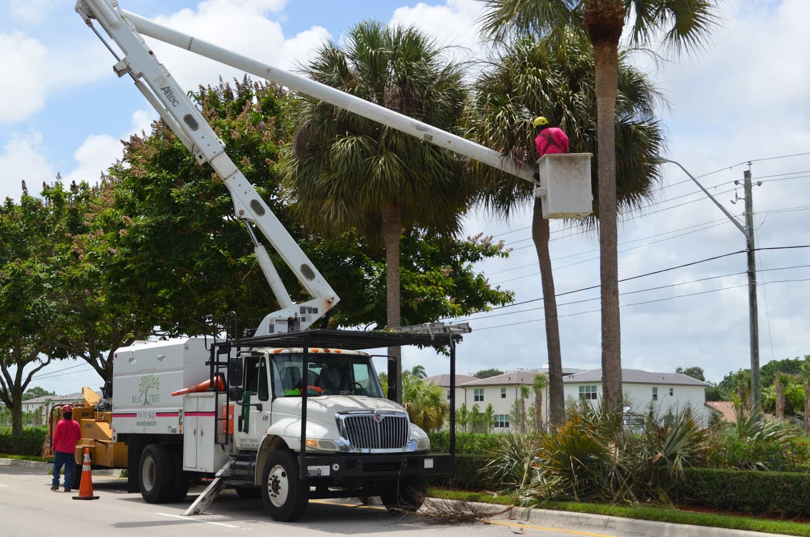 Real Tree Team Naples