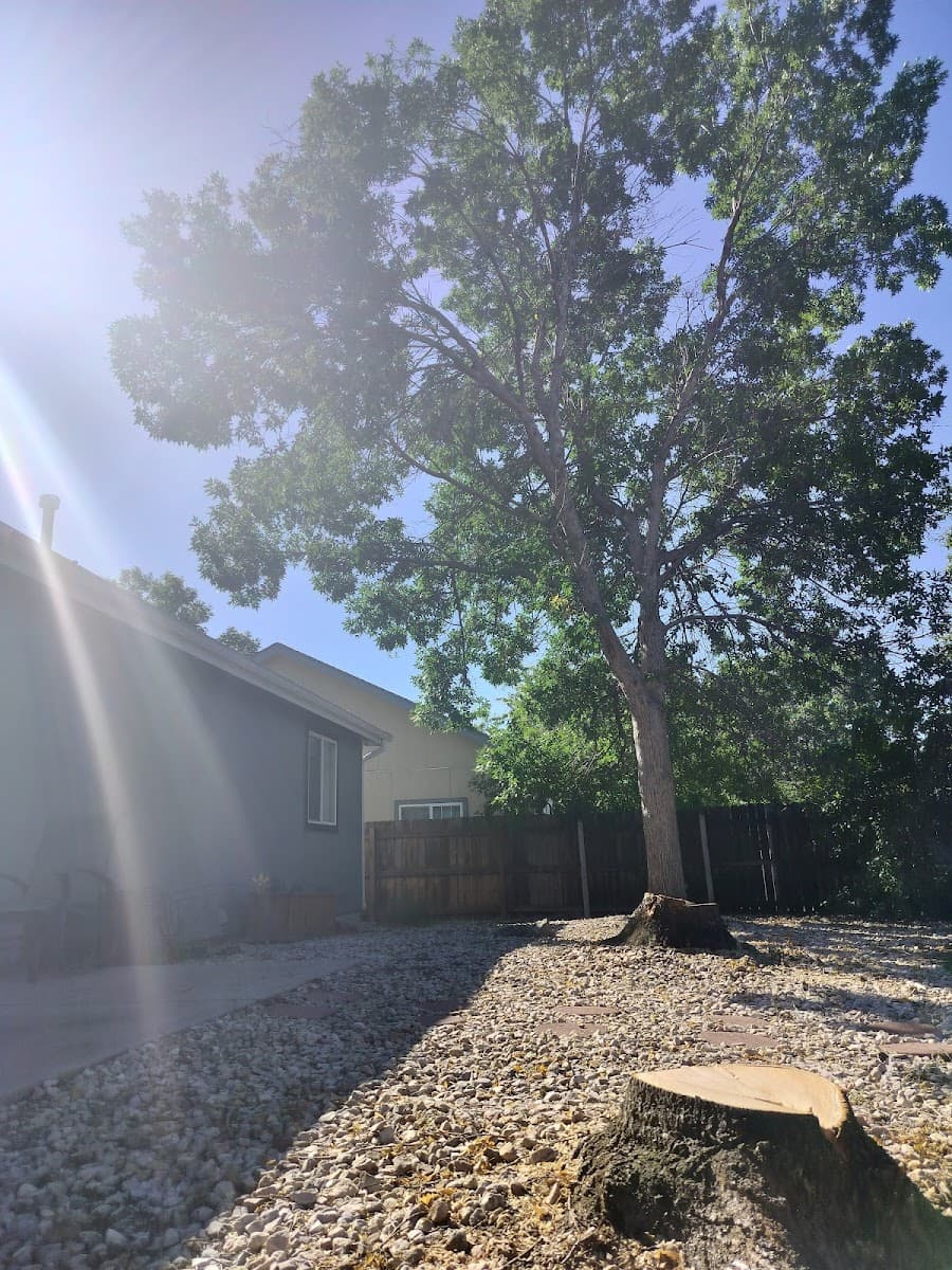 Economy Tree Service