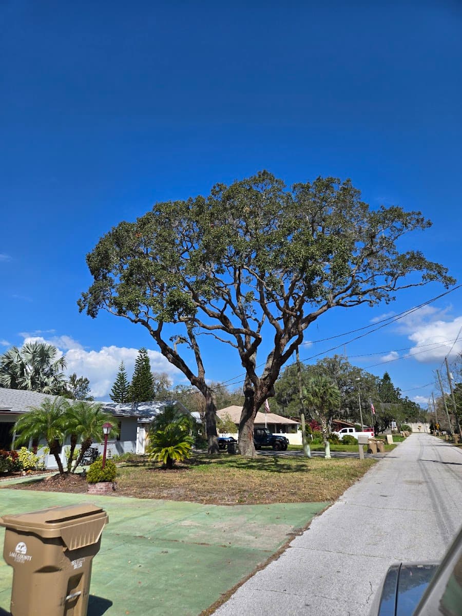 Tree Trimming by Kevin Saxton Inc