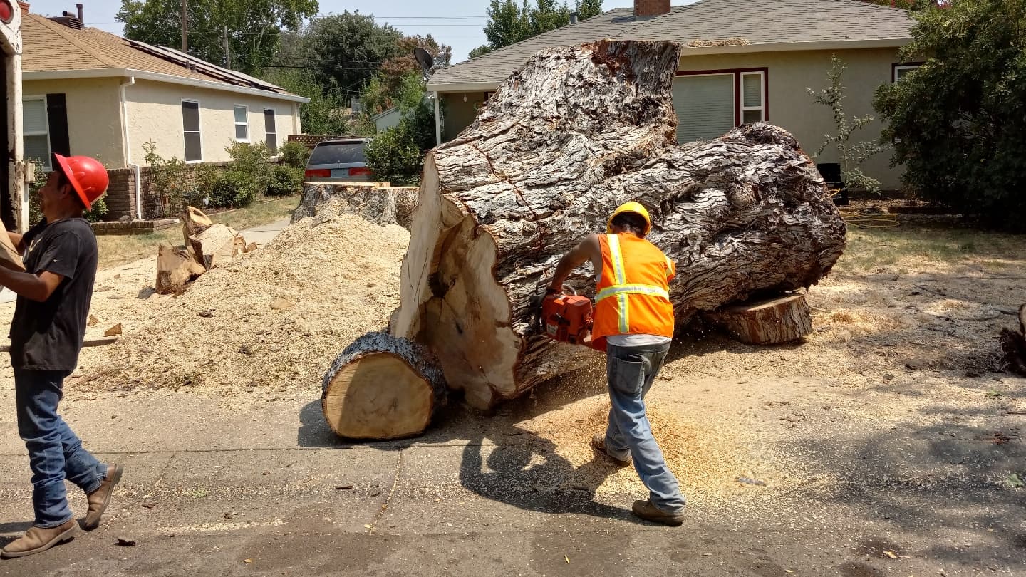 All Season Tree Care