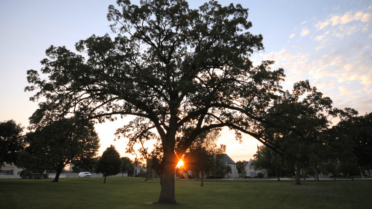 Riverside Tree Service
