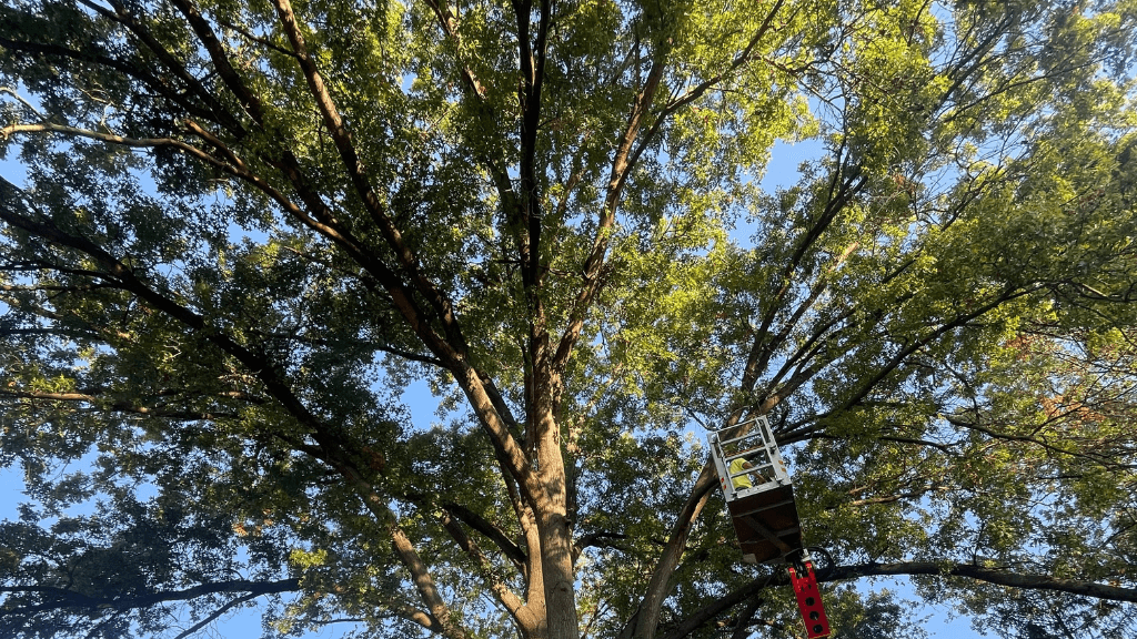 Mathias Precision Tree Service